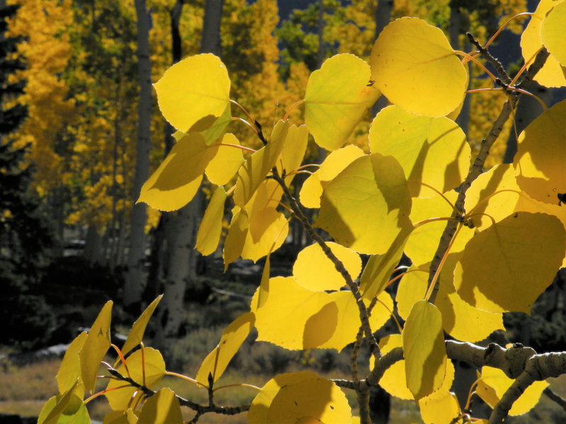 Aspen leaves turning their signature autumnal golden yellow. Image courtesy of Paul Rogers